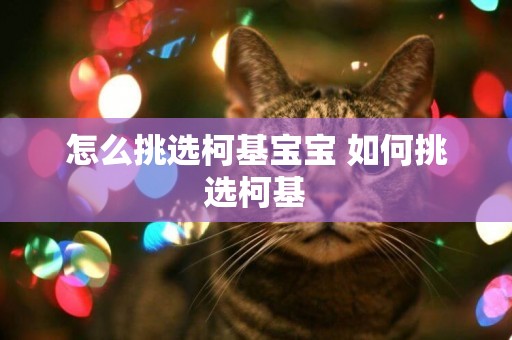 怎么挑選柯基寶寶 如何挑選柯基