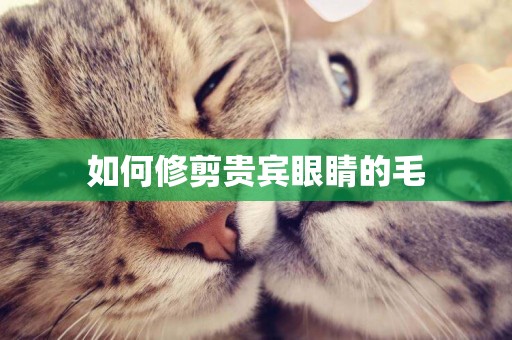 如何修剪貴賓眼睛的毛