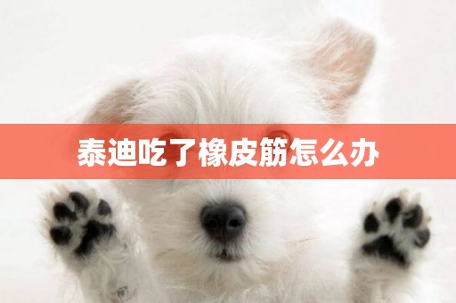 泰迪吃了橡皮筋怎么辦