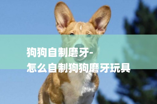 狗狗自制磨牙-
怎么自制狗狗磨牙玩具
