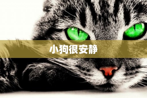 小狗很安靜