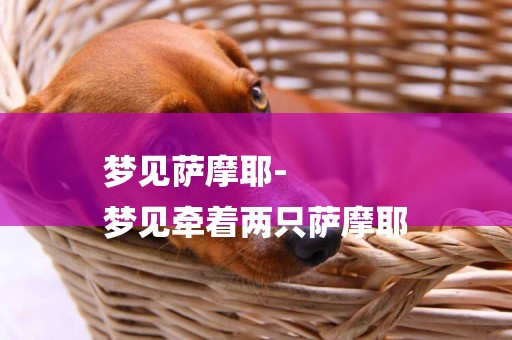 夢見薩摩耶-
夢見牽著兩只薩摩耶