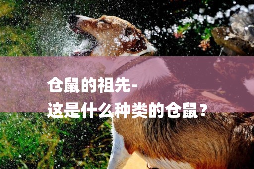 倉鼠的祖先-
這是什么種類的倉鼠？
