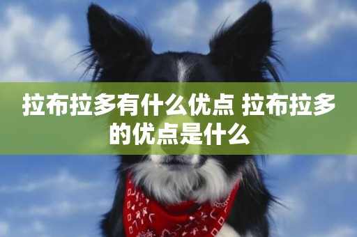 拉布拉多有什么優點 拉布拉多的優點是什么
