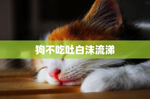 狗不吃吐白沫流涕