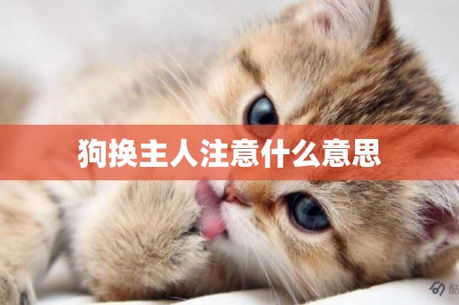 狗換主人注意什么意思