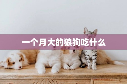 一個月大的狼狗吃什么