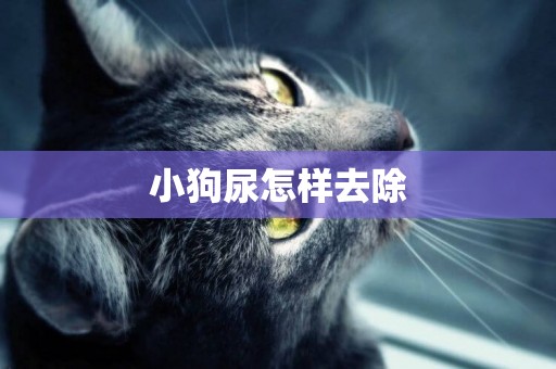 小狗尿怎樣去除