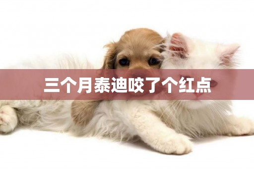 三個月泰迪咬了個紅點