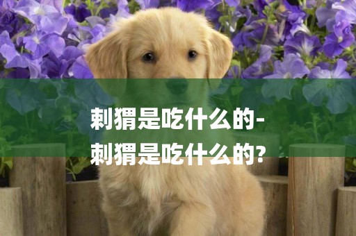 剌猬是吃什么的-
刺猬是吃什么的?