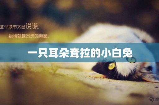 一只耳朵耷拉的小白兔