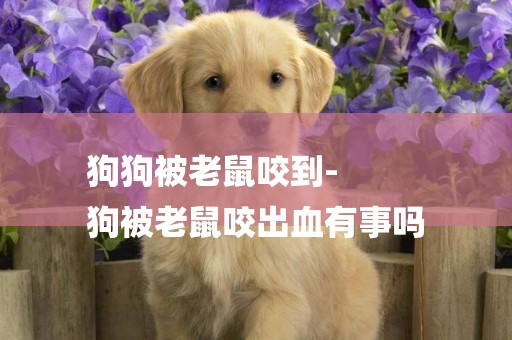 狗狗被老鼠咬到-
狗被老鼠咬出血有事嗎