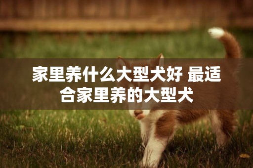 家里養什么大型犬好 最適合家里養的大型犬