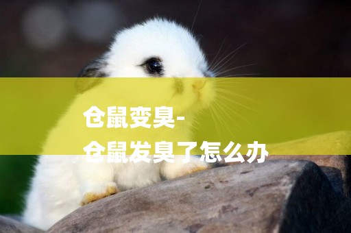 倉鼠變臭-
倉鼠發臭了怎么辦