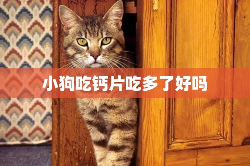 小狗吃鈣片吃多了好嗎