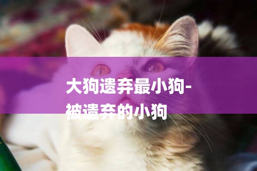 大狗遺棄最小狗-
被遺棄的小狗