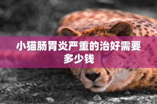 小貓腸胃炎嚴重的治好需要多少錢