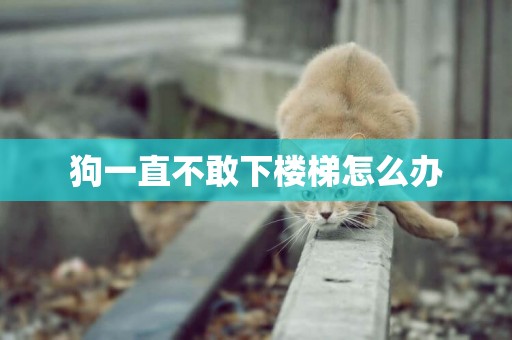 狗一直不敢下樓梯怎么辦