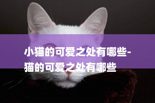 小貓的可愛之處有哪些-
貓的可愛之處有哪些