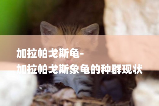 加拉帕戈斯龜-
加拉帕戈斯象龜的種群現狀