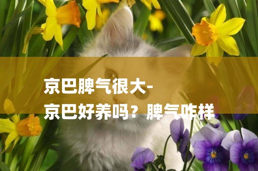 京巴脾氣很大-
京巴好養嗎？脾氣咋樣