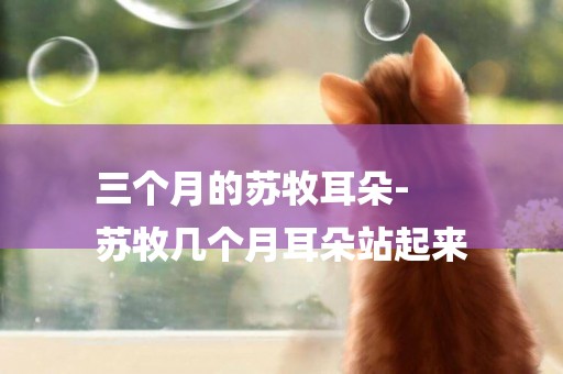三個月的蘇牧耳朵-
蘇牧幾個月耳朵站起來