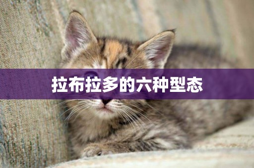 拉布拉多的六種型態