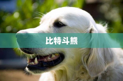 比特斗熊