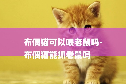 布偶貓可以喂老鼠嗎-
布偶貓能抓老鼠嗎