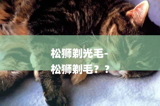 松獅剃光毛-
松獅剃毛？？