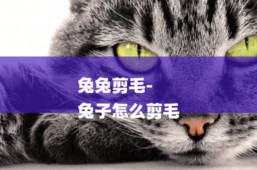 兔兔剪毛-
兔子怎么剪毛
