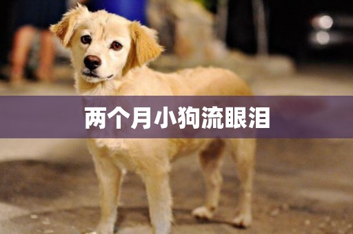 兩個月小狗流眼淚