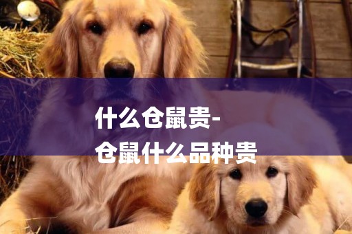 什么倉鼠貴-
倉鼠什么品種貴