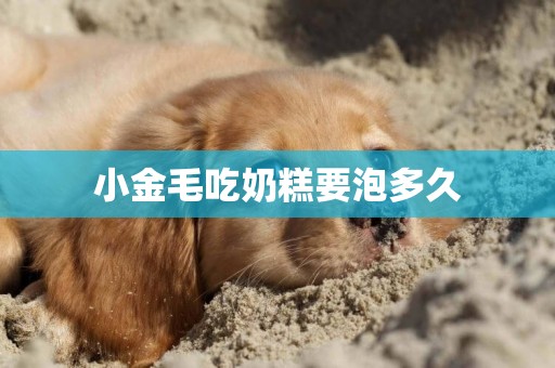 小金毛吃奶糕要泡多久