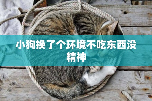 小狗換了個環境不吃東西沒精神