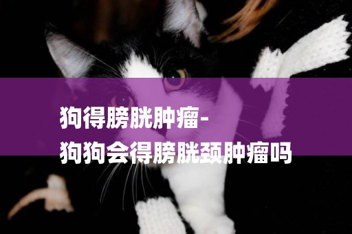 狗得膀胱腫瘤-
狗狗會得膀胱頸腫瘤嗎