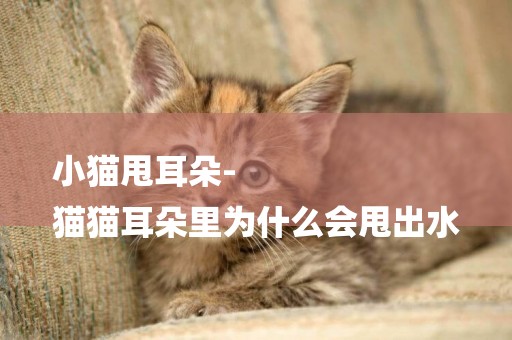 小貓甩耳朵-
貓貓耳朵里為什么會甩出水