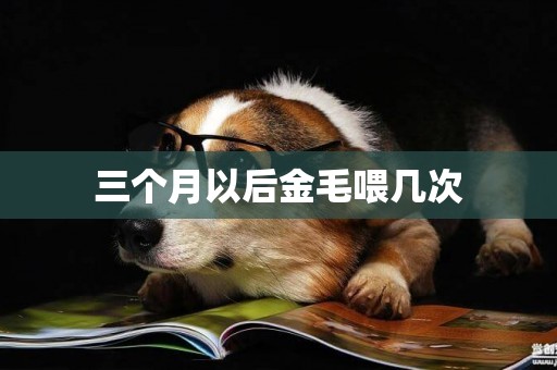 三個月以后金毛喂幾次