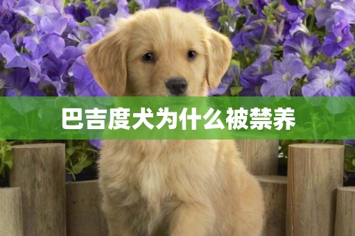 巴吉度犬為什么被禁養