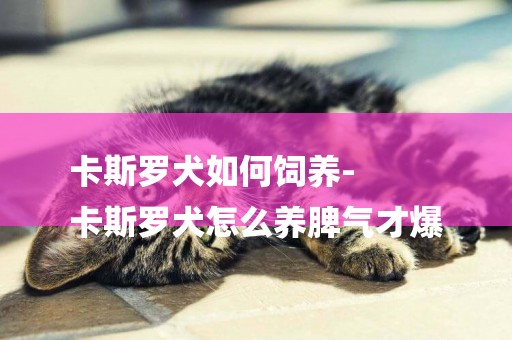 卡斯羅犬如何飼養-
卡斯羅犬怎么養脾氣才爆