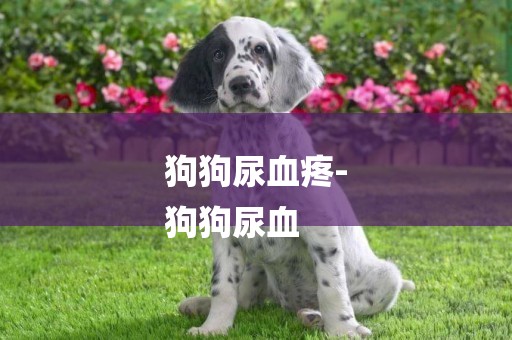 狗狗尿血疼-
狗狗尿血