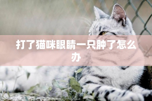 打了貓咪眼睛一只腫了怎么辦