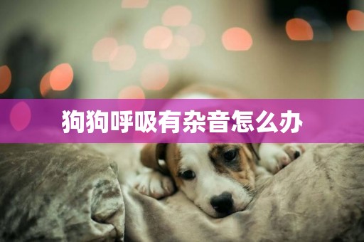 狗狗呼吸有雜音怎么辦