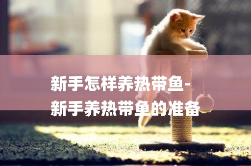 新手怎樣養熱帶魚-
新手養熱帶魚的準備