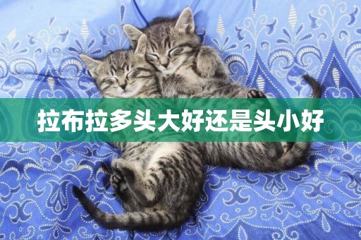 拉布拉多頭大好還是頭小好