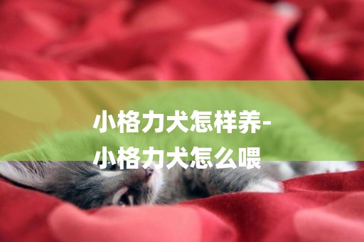 小格力犬怎樣養-
小格力犬怎么喂