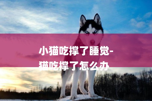 小貓吃撐了睡覺-
貓吃撐了怎么辦