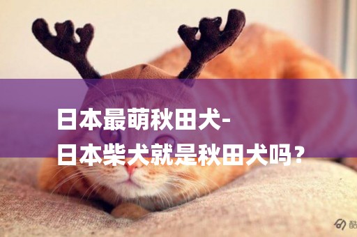 日本最萌秋田犬-
日本柴犬就是秋田犬嗎？