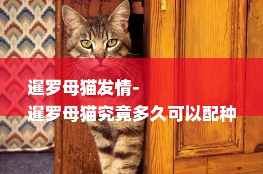 暹羅母貓發情-
暹羅母貓究竟多久可以配種