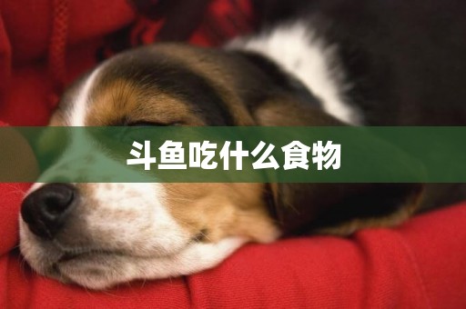 斗魚吃什么食物